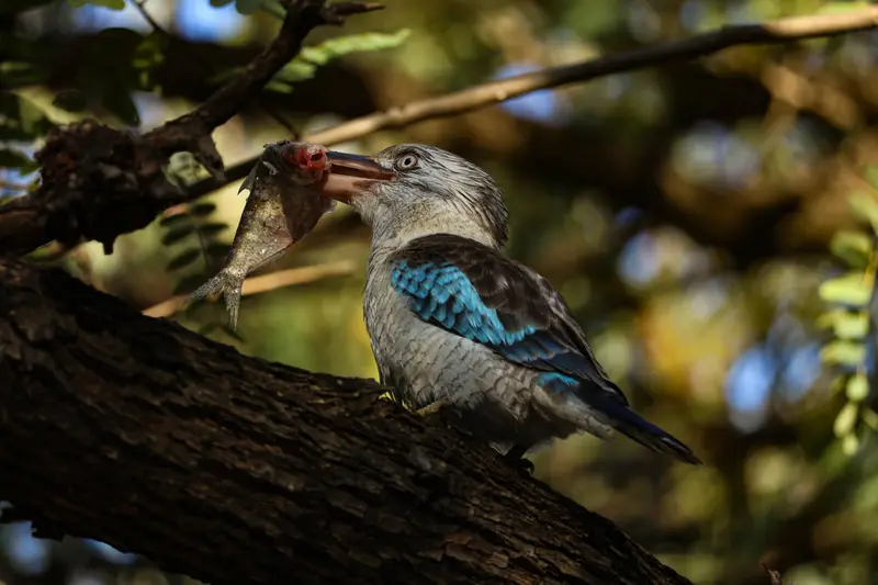 Blue-Winged Kookaburra — 2