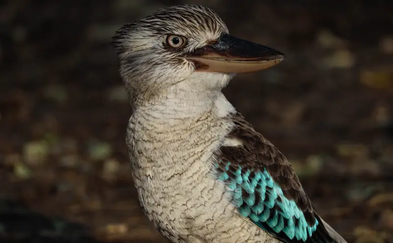 Blue-Winged Kookaburra