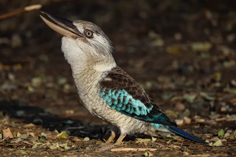 Blue-Winged Kookaburra — 3