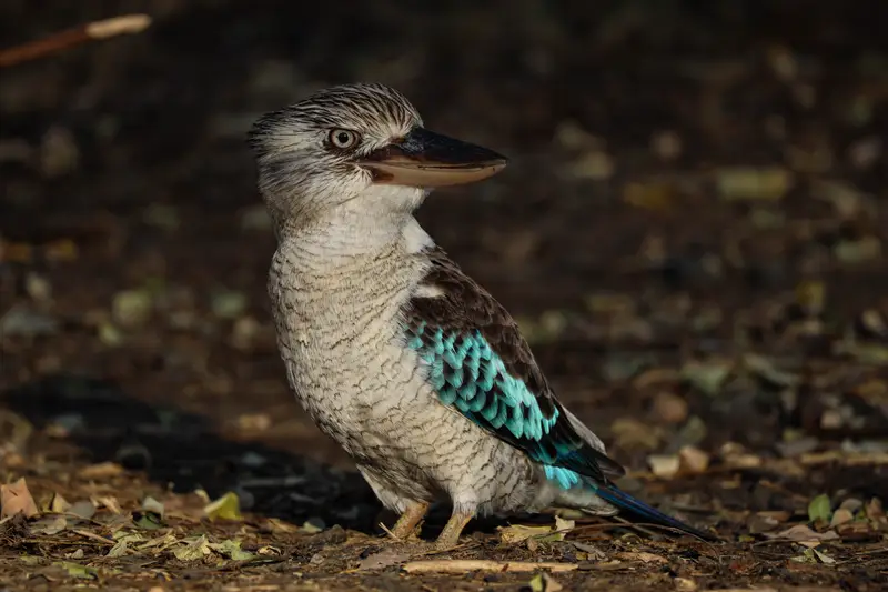 Blue-Winged Kookaburra — 4