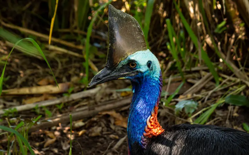 Cassowary — 5