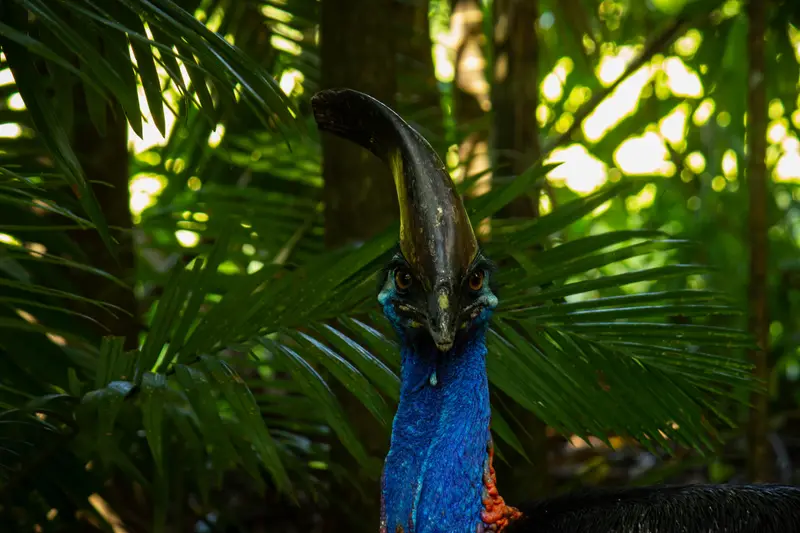 Cassowary — 4