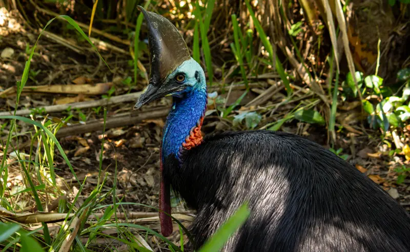 Cassowary — 6
