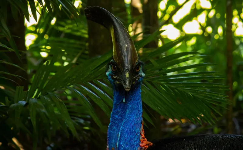 Cassowary