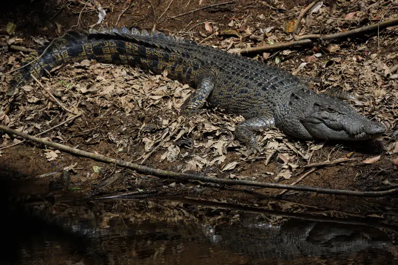 Crocodile — 2