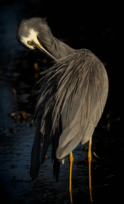 White-Faced Heron — 5