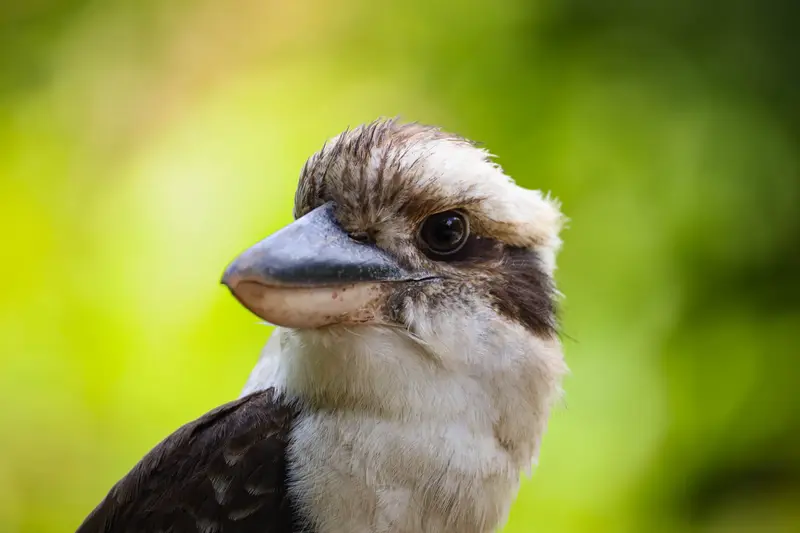 Kookaburra — 6