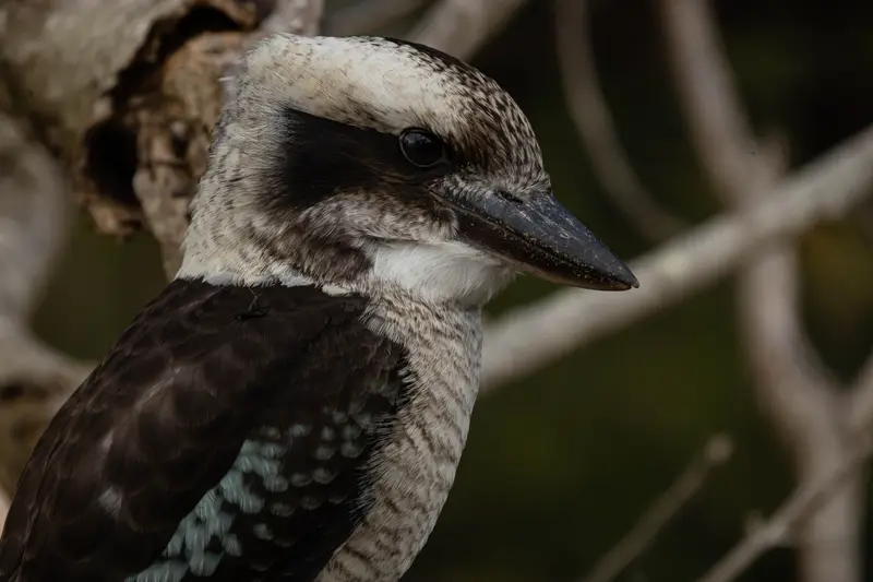 Kookaburra — 8