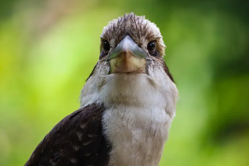 Kookaburra — 5