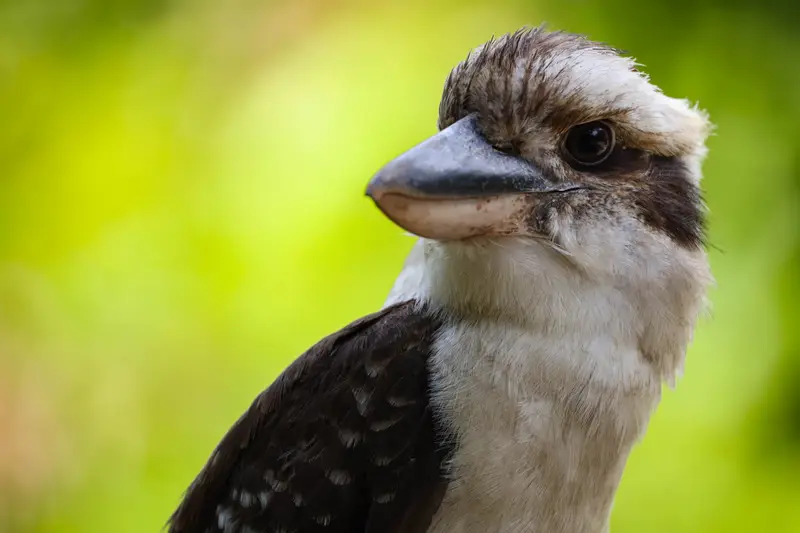 Kookaburra — 9