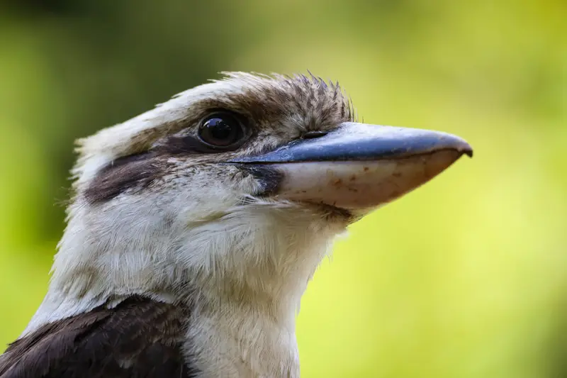 Kookaburra — 7