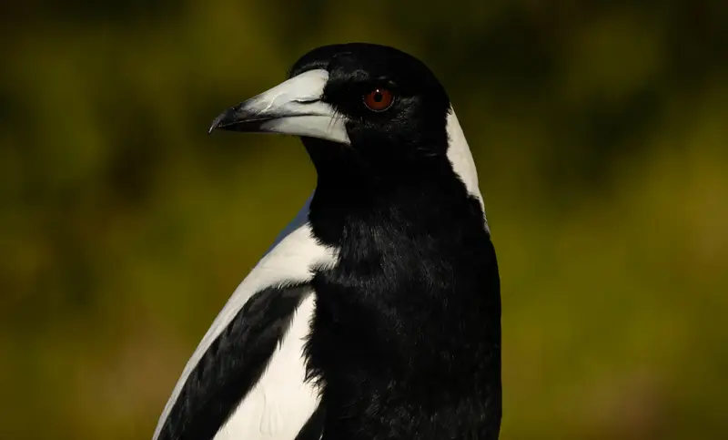 Magpie — 2