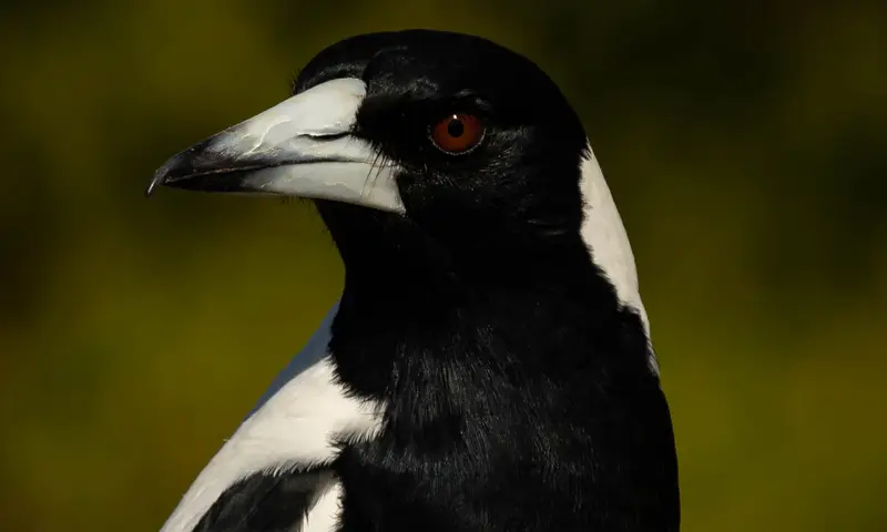 Magpie
