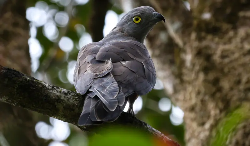 Pacific Baza