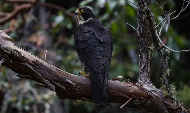 Peregrine Falcon