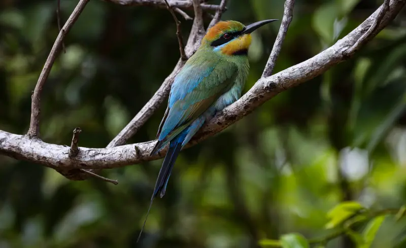 Rainbow Bee-Eater — 3
