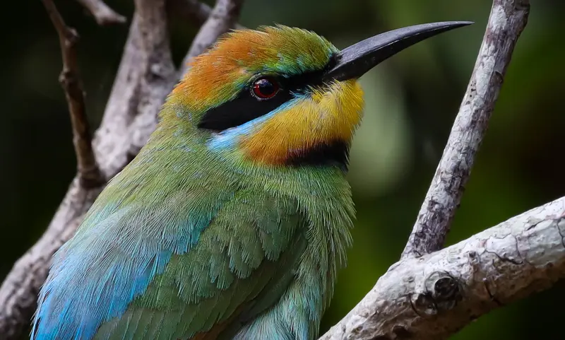 Rainbow Bee-Eater