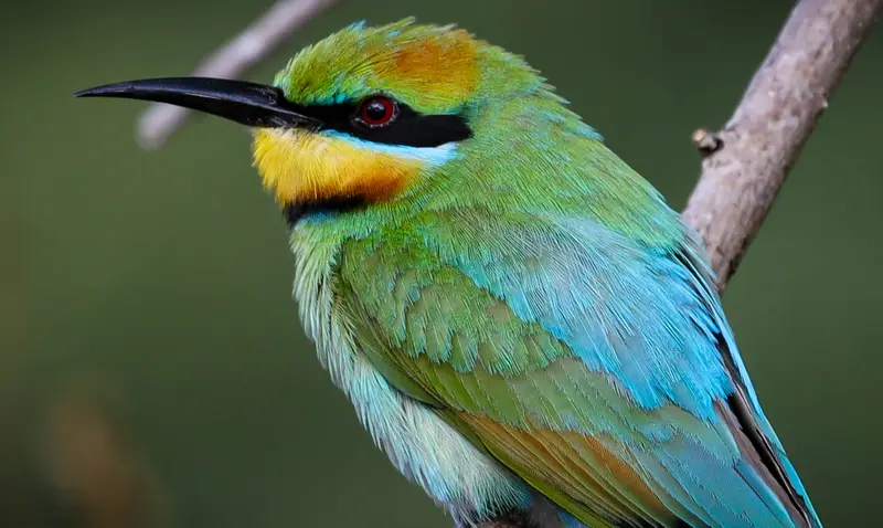 Rainbow Bee-Eater — 2
