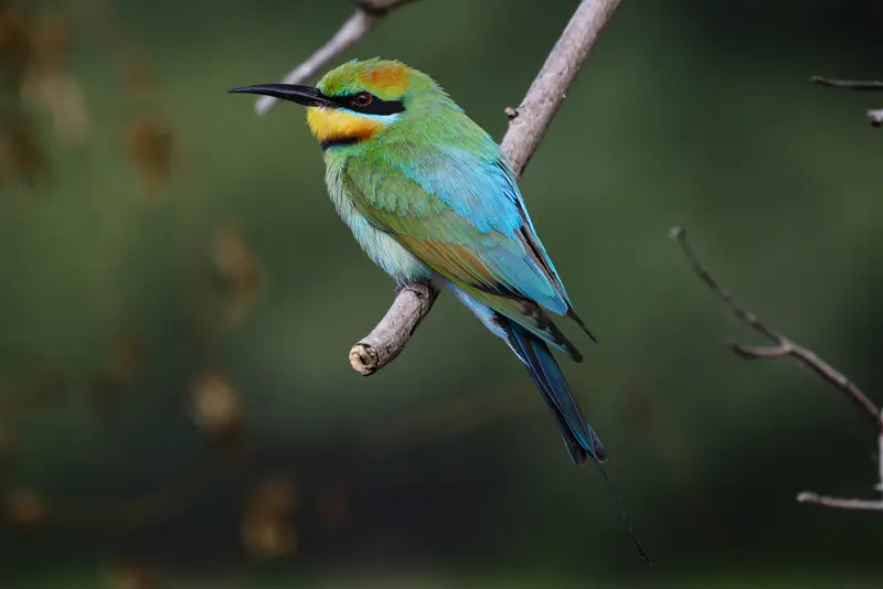 Rainbow Bee-Eater — 4