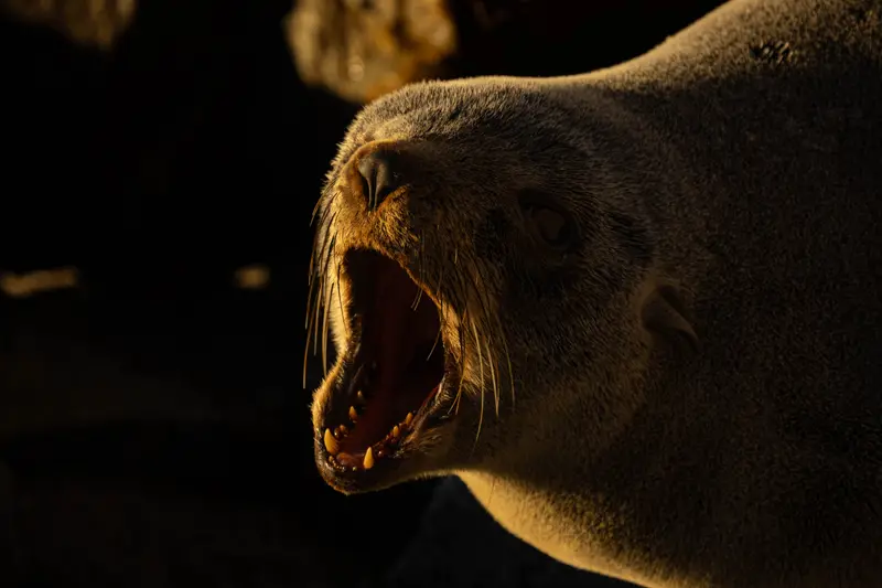 Fur Seal — 5