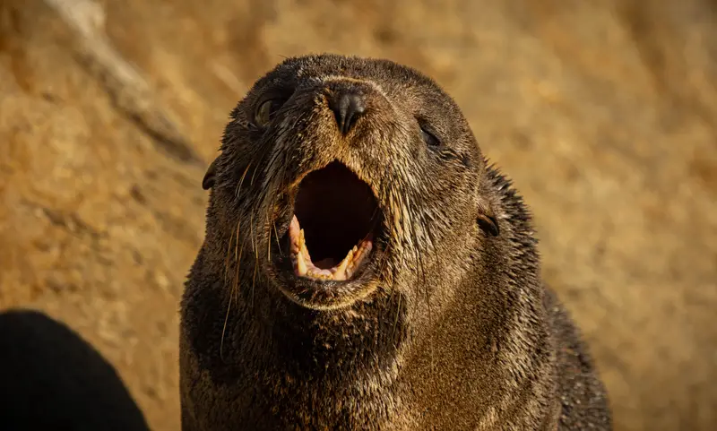 Fur Seal — 3