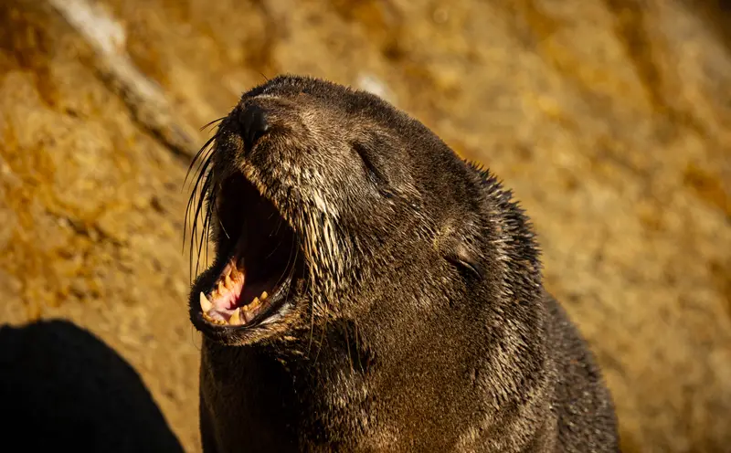 Fur Seal — 4