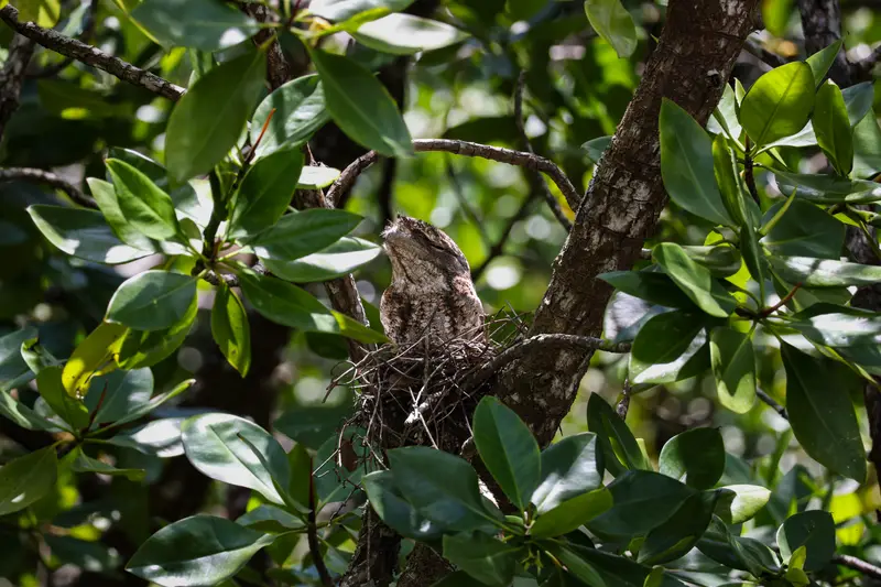 Tawny Frogmouth — 17