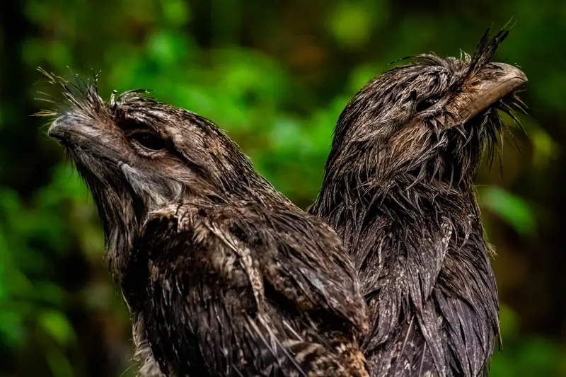 Tawny Frogmouth — 14