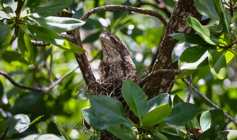 Tawny Frogmouth — 15