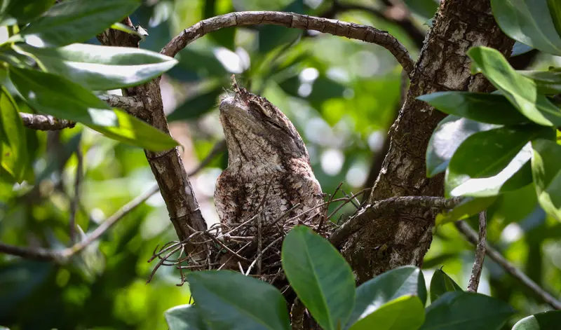 Tawny Frogmouth — 16