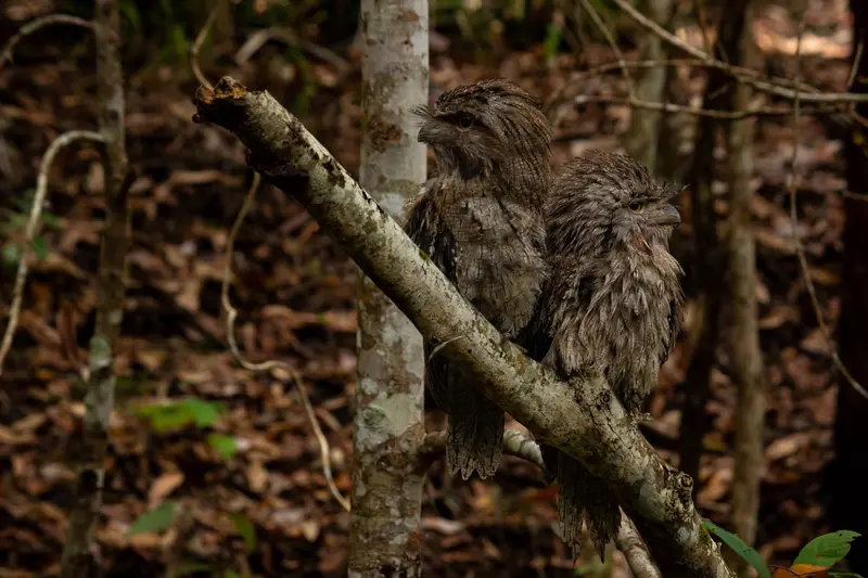 Tawny Frogmouth — 18