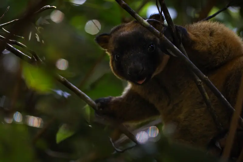 Tree Kangaroo — 2