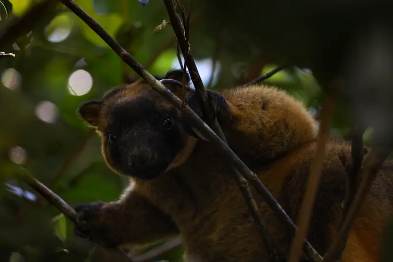 Tree Kangaroo