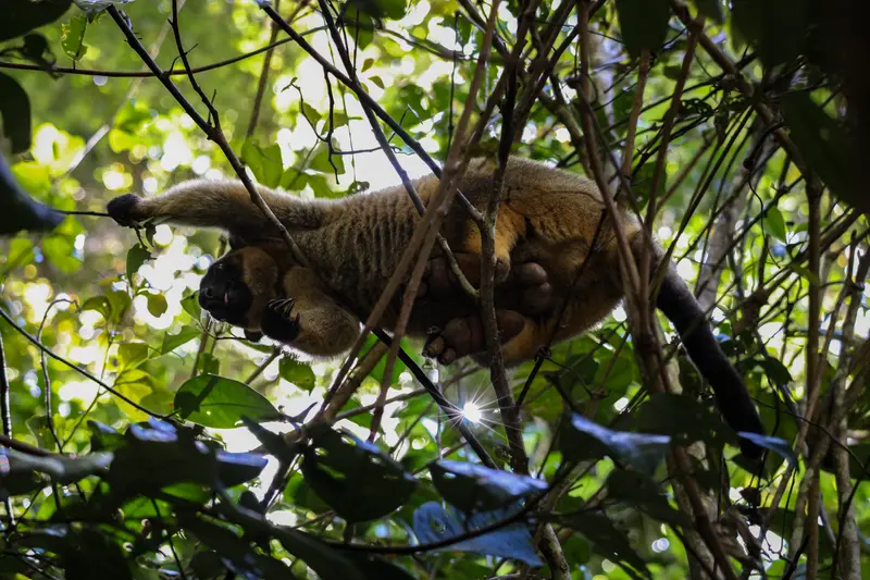 Tree Kangaroo — 3