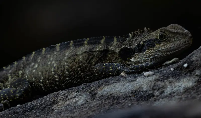 Bearded Dragon