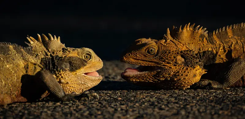 Bearded Dragon — 3