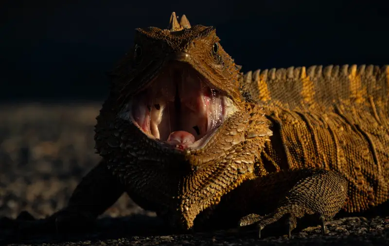 Bearded Dragon — 2