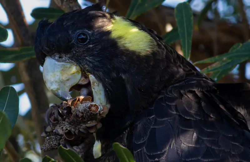 Black Cockatoo — 2