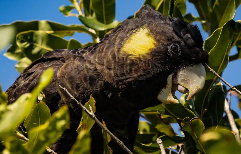 Black Cockatoo — 3