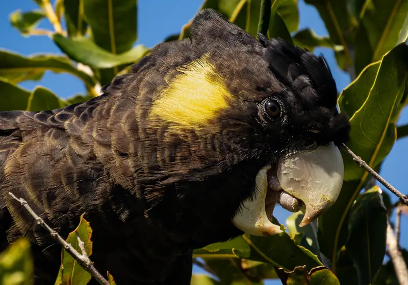 Black Cockatoo — 4