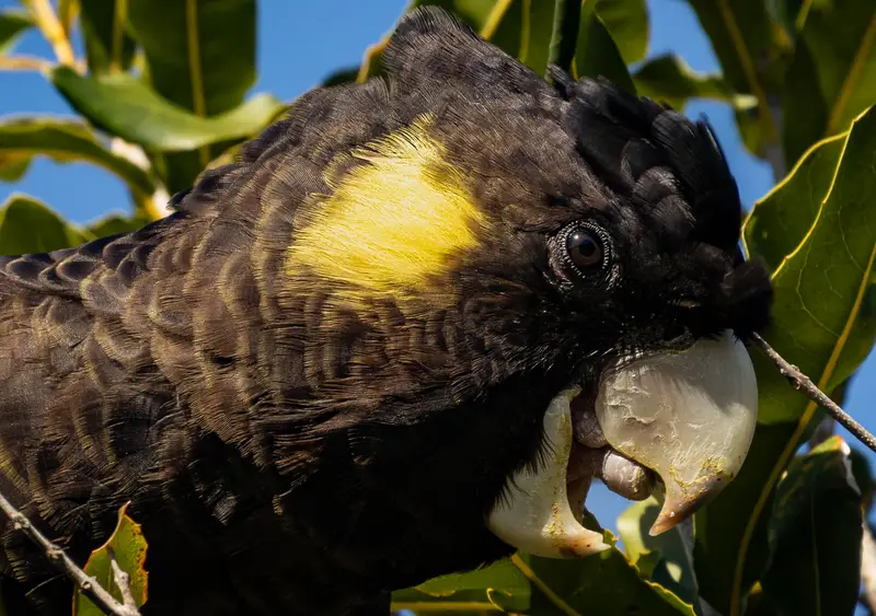 Black Cockatoo — 5