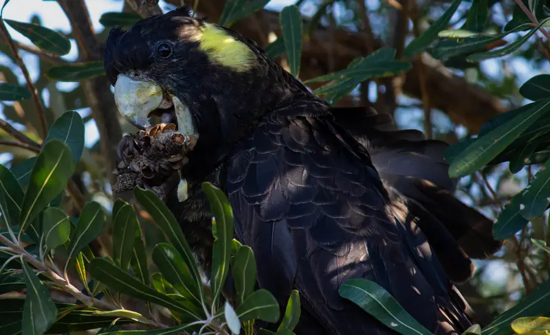 Black Cockatoo