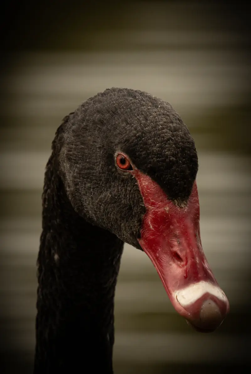 Black Swan