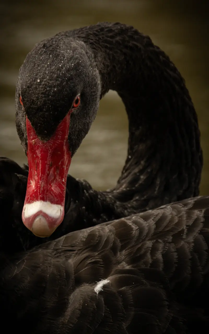 Black Swan — 2