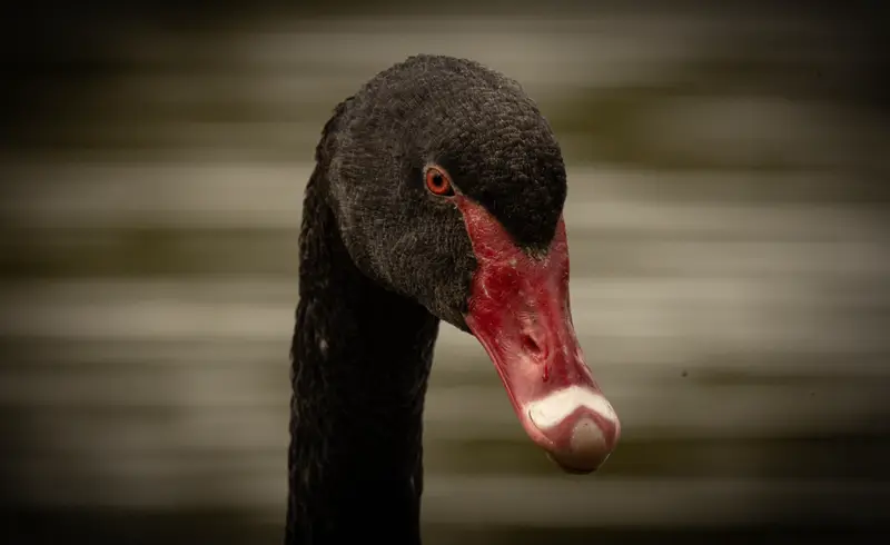 Black Swan — 4