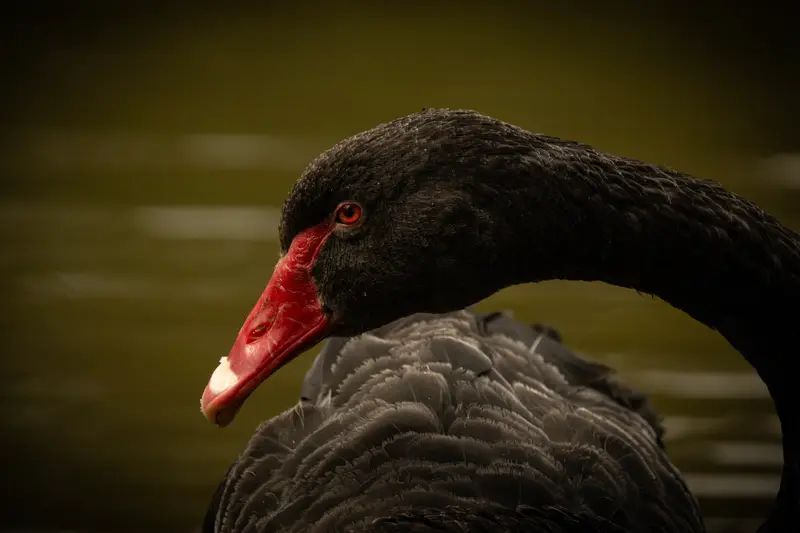 Black Swan — 5