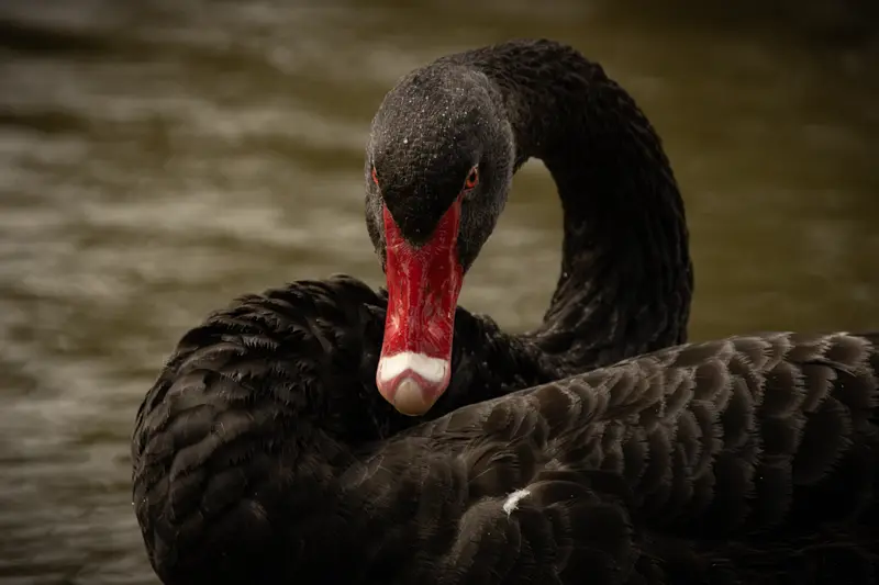 Black Swan — 6