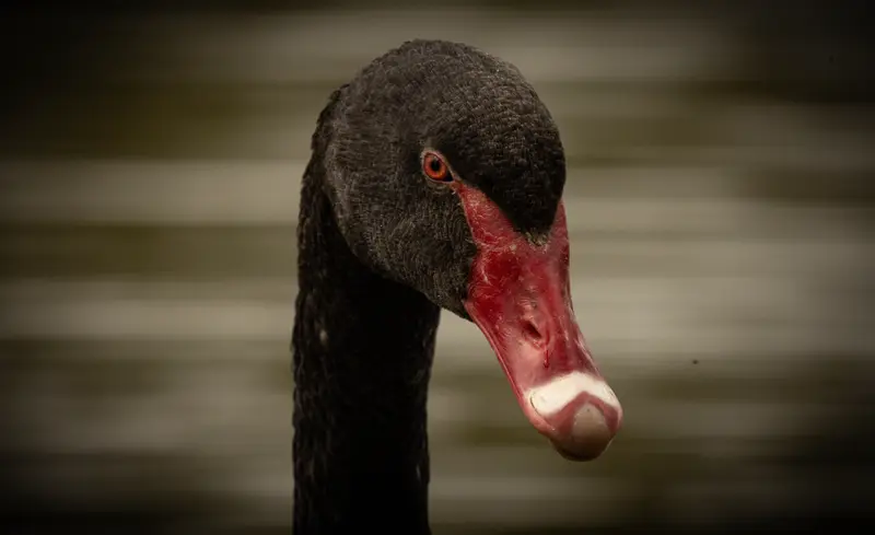 Black Swan — 3