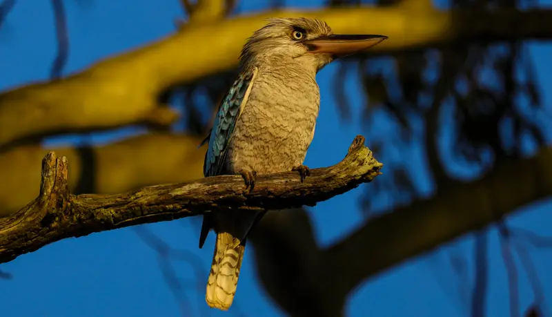 Blue-Winged Kookaburra — 1
