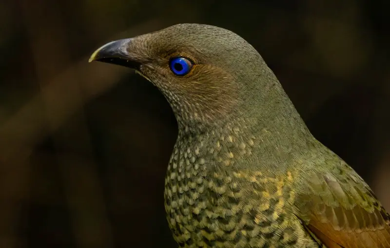Bowerbird — 2